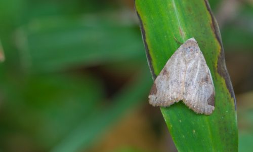 Où trouver des anti-mites ?