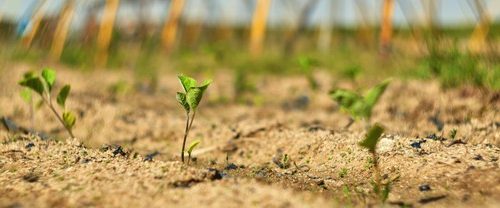 Comment enrichir le sol du potager en engrais naturel ?