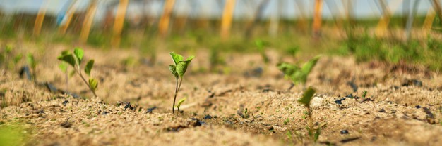 Comment enrichir le sol du potager en engrais naturel ?