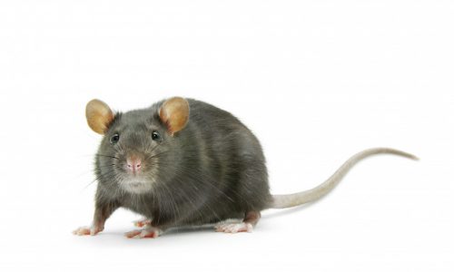 Comment se débarrasser des souris ?