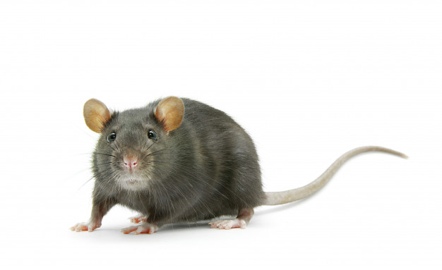 Comment se débarrasser des souris ?