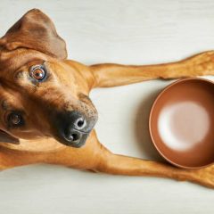 Comment savoir si votre chien a faim ?