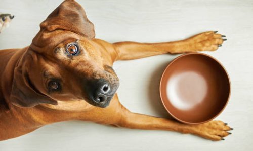 Comment savoir si votre chien a faim ?