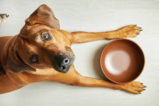 Comment savoir si votre chien a faim ?