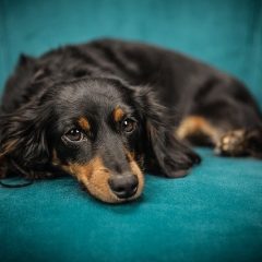 Comment s’occuper d’un chien en appartement ?