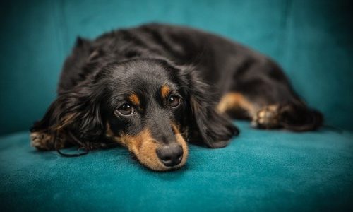 Comment s’occuper d’un chien en appartement ?