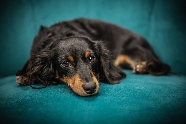 Comment s’occuper d’un chien en appartement ?