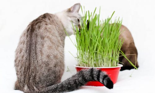 Alimentation bio pour son chat : 5 arguments imparables