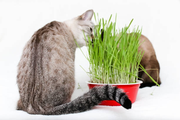 Alimentation bio pour son chat : 5 arguments imparables