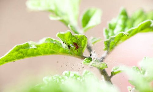 Comment se débarrasser des araignées rouges dans le jardin ?