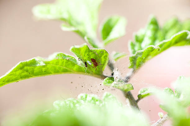 Comment se débarrasser des araignées rouges dans le jardin ?