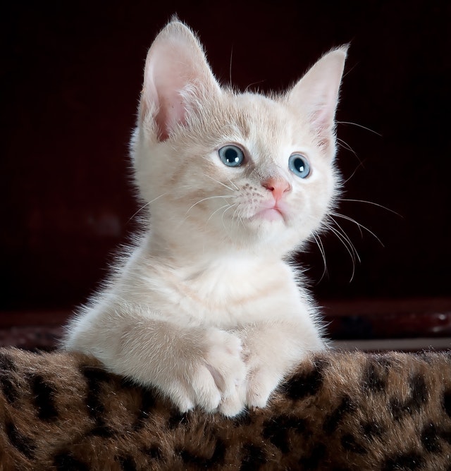 Quels sont les bienfaits d’avoir un animal de compagnie ?