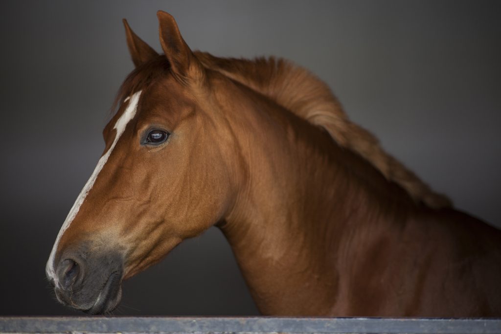 Comment agir contre la dermite estivale des chevaux ?