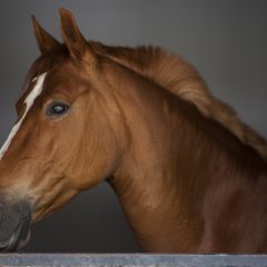 Comment agir contre la dermite estivale des chevaux ?