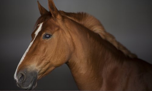Comment agir contre la dermite estivale des chevaux ?