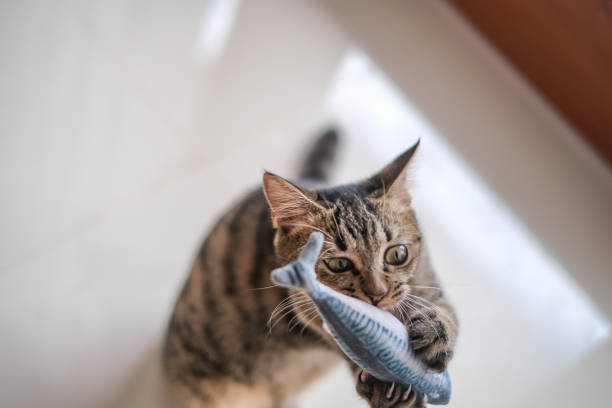 Quelle est la nourriture préférée des chats ?