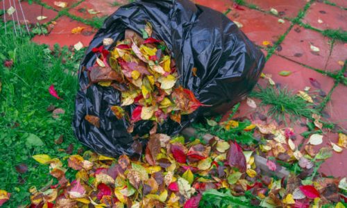 Comment ramasser des feuilles mouillées ?