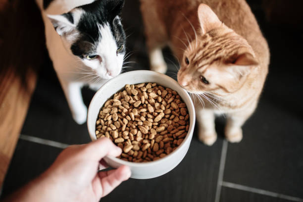 Où trouver des croquettes premium de qualité pour son animal de compagnie ?
