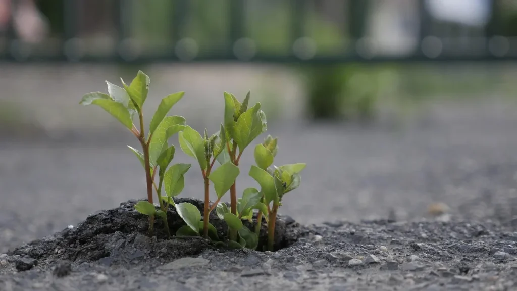 L'écologie au quotidien : pratiques et produits bio indispensables